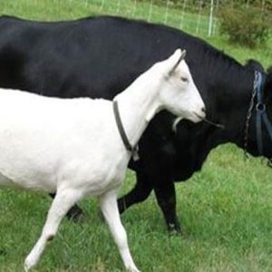 গরু-ছাগল