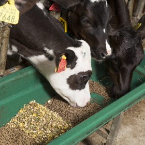 পশুখাদ্য