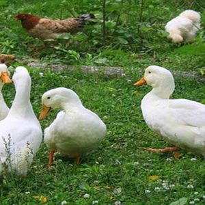 হাঁস-মুরগি