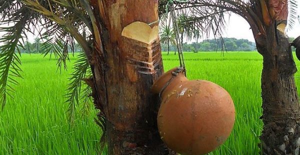 সিজন ফ্রেশ খাটি খেজুরের রস ১ লিটার - Image 3