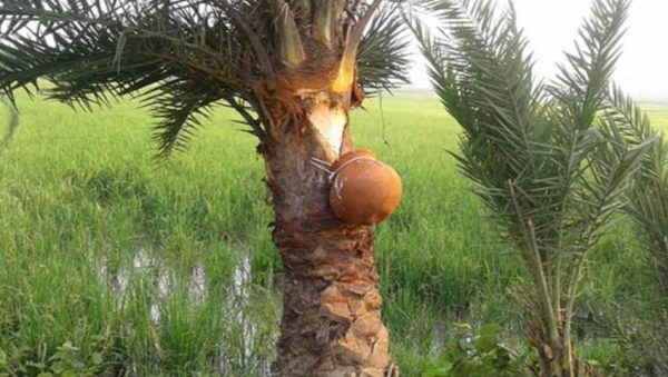 সিজন ফ্রেশ খাটি খেজুরের রস ১ লিটার ৬৯২৫ - Image 3