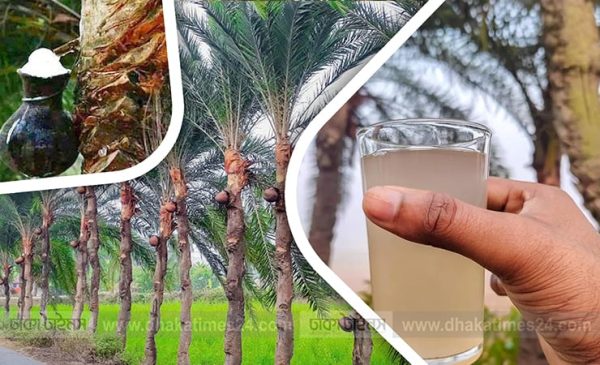 সিজন ফ্রেশ খাটি খেজুরের রস ১ লিটার ৬৯২৫ - Image 4