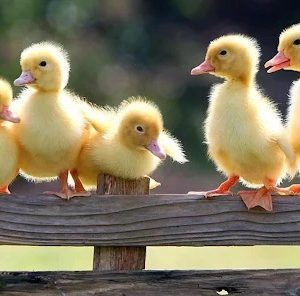 একদিন বয়সি ব্রয়লার বাচ্চা