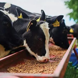 গরুর কনসেন্ট্রেট ফিড (৫০ কেজি বস্তা)