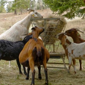 ছাগলের ফিড ১ কেজি প্যাক