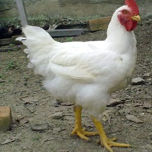 ব্রয়লার মুরগি