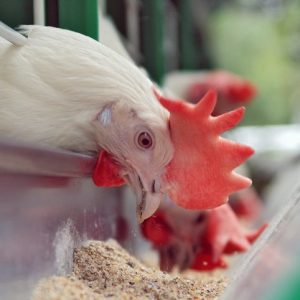 ব্রয়লার মুরগির ফিড (Broiler Feed) ১ কেজি