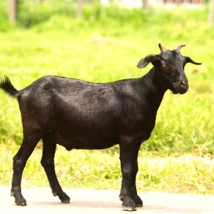 ব্ল্যাক বেঙ্গল ছাগল (পুরুষ ২৫ কেজি)