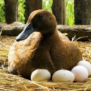 হাঁসের ডিম (Duck Eggs) ১ ডজন